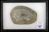 Pyritized, Polished Iguanodon Bone - Isle Of Wight #131210-1